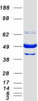 Human BAG5 Protein (Recombinant Myc-DDK (Flag))