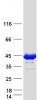 Human GAS7 Protein (Recombinant Myc-DDK (Flag))
