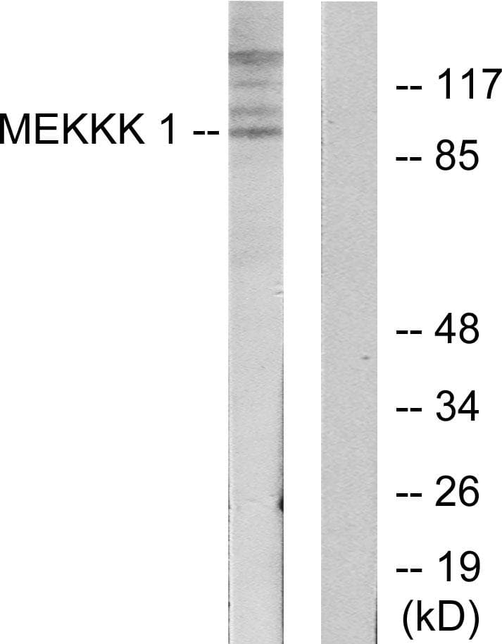 MAP4K1 / HPK1 Antibody