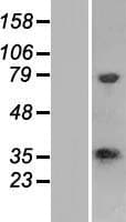 CPPED1 Protein (Over-Expression Lysate Myc-DDK (Flag))