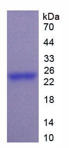 Human PTF1A Protein (Recombinant His)