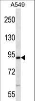 Polyclonal Rabbit anti-Mouse NEK4 Antibody (aa74-101, WB)