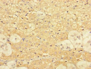DPY30 Antibody
