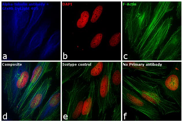 Goat Anti-Rabbit IgG Secondary Antibody (DY405)