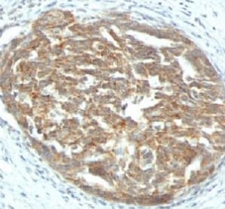 VEGFA / VEGF Antibody (clone SPM225, Azide-free, BSA-free)