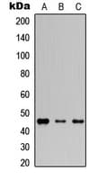 GJA3 / CX46 / Connexin 46 Antibody (Internal)