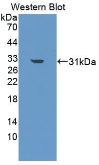 OS9 Antibody