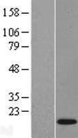 Human FAM19A4 Protein (Over-Expression Lysate Myc-DDK (Flag))