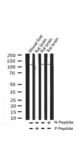 HDAC4 Antibody (phospho-Ser632)