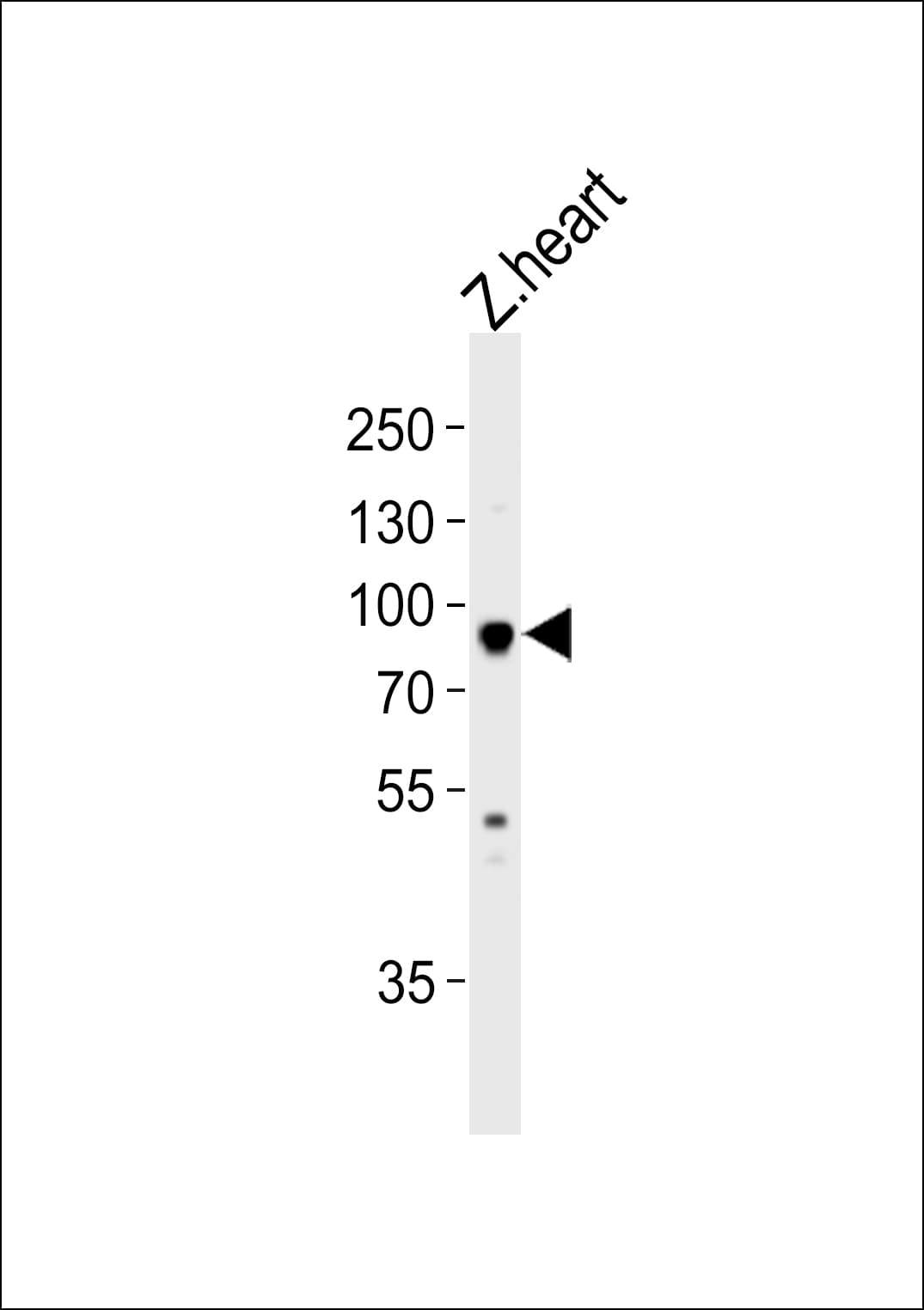 hsp90aa1.1 Antibody (aa229-263)