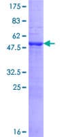 Human MYO3A Protein (Recombinant GST)