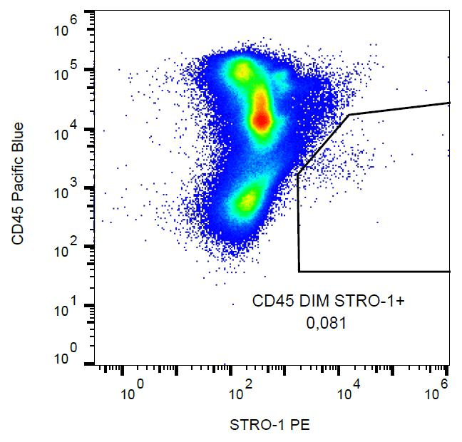 Monoclonal Mouse anti-Human STRO-1 Antibody (clone STRO-1, PE)