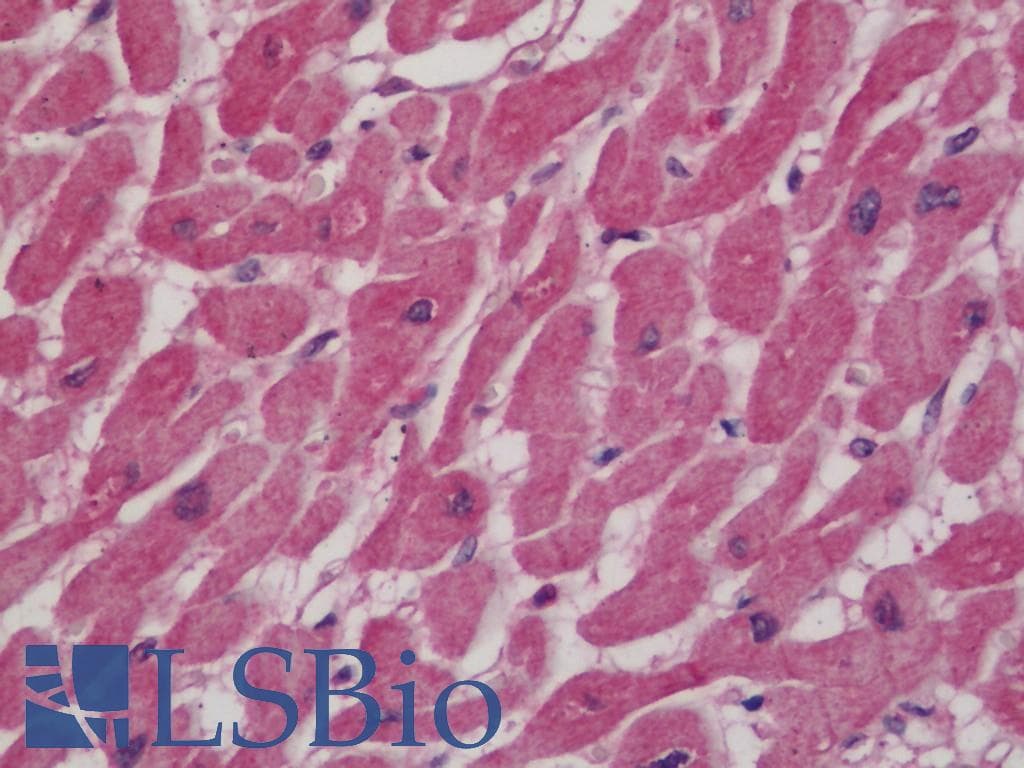 IHC-plus™ Polyclonal Rabbit anti-Mouse IRF3 Antibody (aa275-325, IHC, WB)