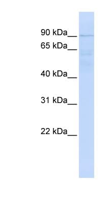 RNF10 Antibody (aa36-85)