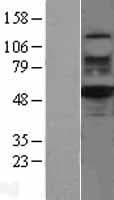 TIP48 / RUVBL2 Protein (Over-Expression Lysate Myc-DDK (Flag))