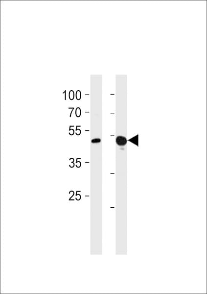 TBX4 Antibody (aa103-129)