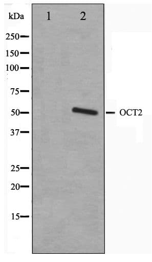 Polyclonal Rabbit anti-Human POU2F2 / OCT2 Antibody (IF, WB)