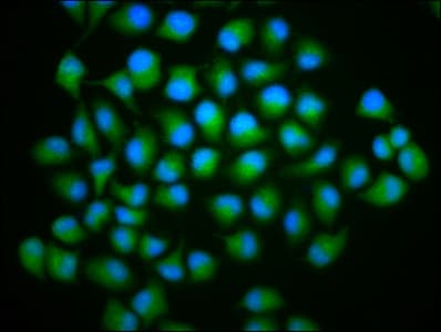 HTYW5 / C2orf60 Antibody