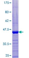 Human PTS Protein (Recombinant GST)
