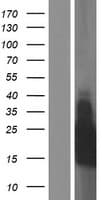 TMEM213 Protein (Over-Expression Lysate Myc-DDK (Flag))