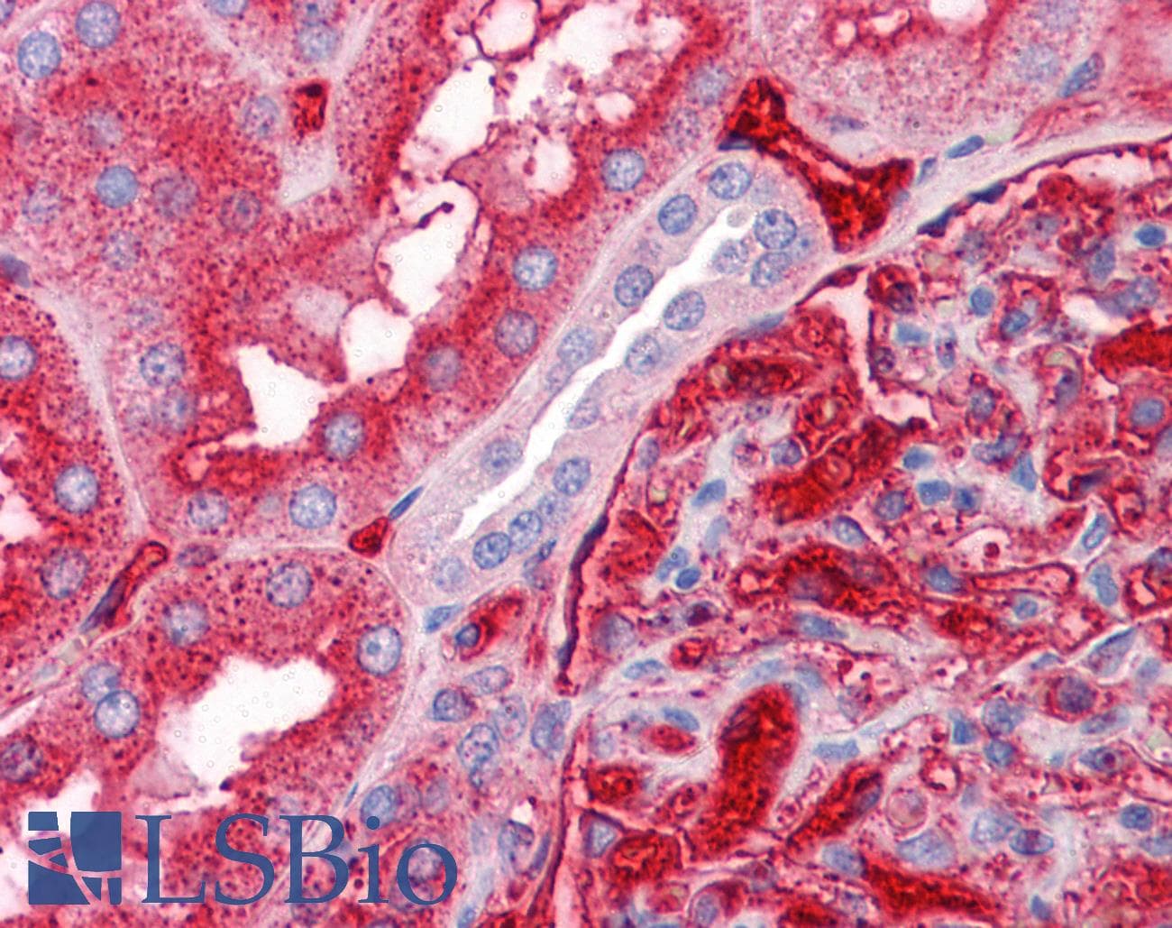 IHC-plus™ Apolipoprotein A-II Antibody (clone 4F3)