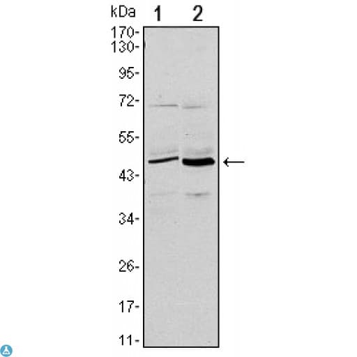 Monoclonal Mouse anti-Human CD86 Antibody (WB)