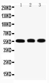 KLF4 Antibody (aa93-108)