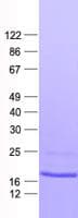Human IL4 Protein (Recombinant His, N-Terminal)