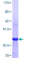 Human GBA / Glucosidase Beta Acid Protein (Recombinant GST, N-terminus)