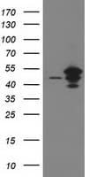 ARFGAP1 Antibody (clone OTI1F9)