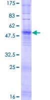 Human OR6M1 Protein (Recombinant GST)