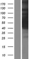 HGH1 / FAM203A Protein (Over-Expression Lysate Myc-DDK (Flag))
