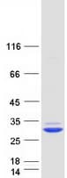 Human FKBP14 Protein (Recombinant Myc-DDK (Flag))