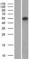 PROC / Protein C (Over-Expression Lysate Myc-DDK (Flag))