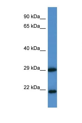 CLIC3 Antibody (aa41-90)