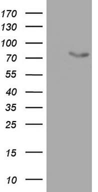 OAS2 Antibody (aa60-335, clone OTI2G3)