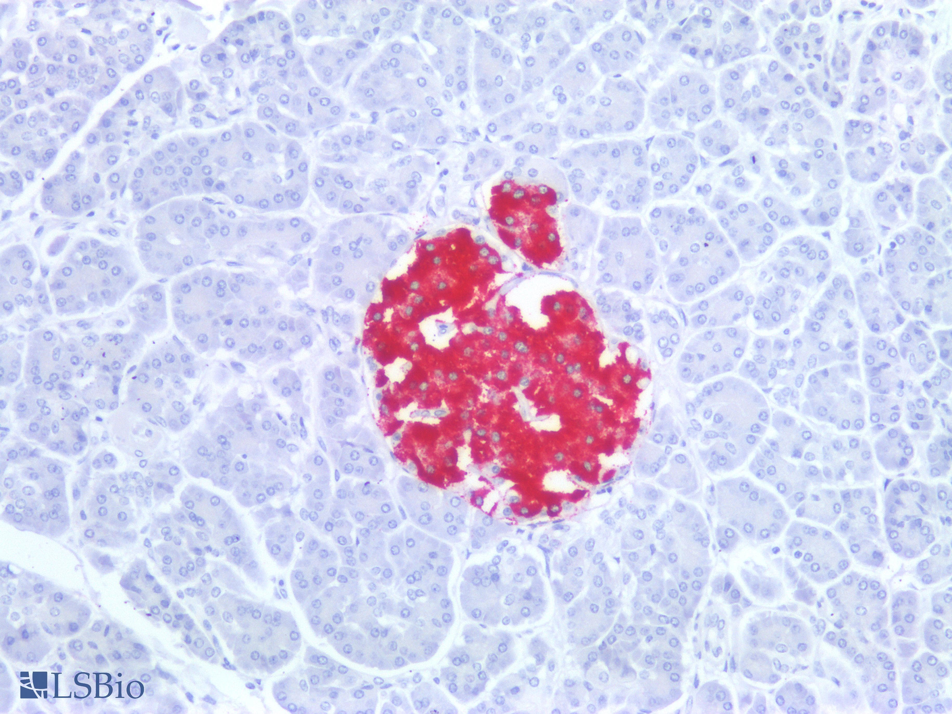 PathPlus™ Polyclonal Rabbit anti-Human Insulin Antibody (IHC)