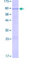 Human BMP5 Protein (Recombinant GST)