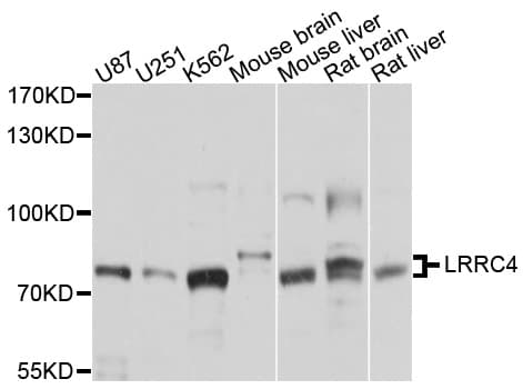 LRRC4 Antibody