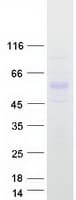 Human PPARD / PPAR Delta Protein (Recombinant Myc-DDK (Flag))