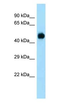 DUSP7 Antibody (aa67-116)