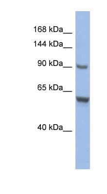 CIZ1 Antibody (aa719-768)