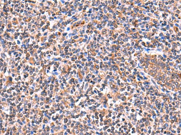 ISM1 Antibody