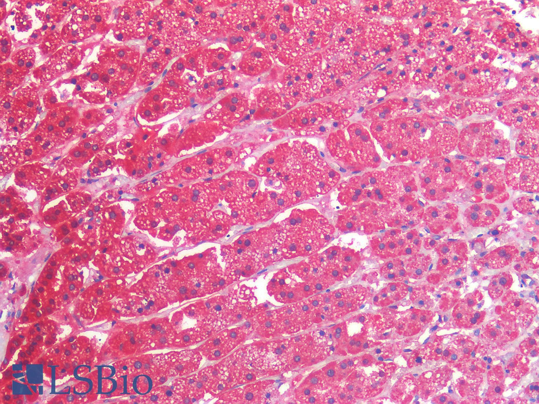 IHC-plus™ PPIF / Cyclophilin F Antibody (clone OTI7D12)