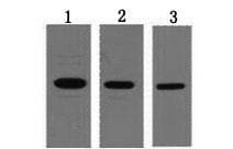 T7 Tag Antibody