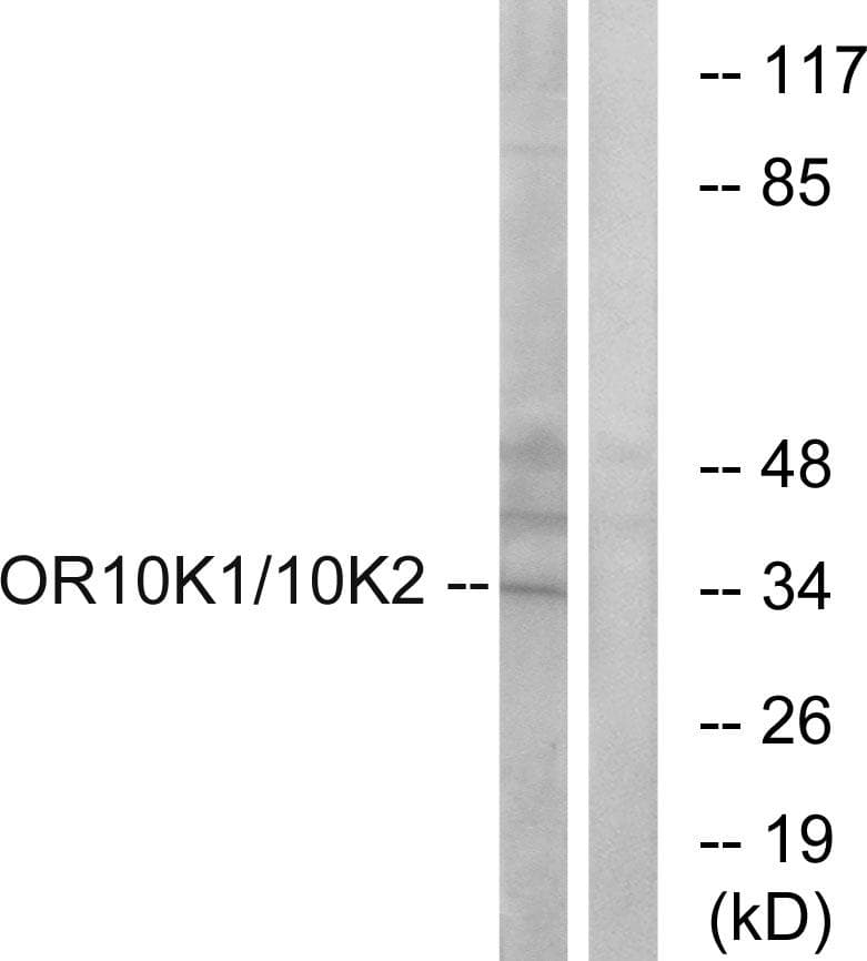 OR10K1+2 Antibody