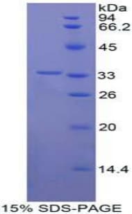 Human CNTN1 / gp135 / Contactin 1 Protein (Recombinant His-T7)