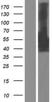 SEPT9 / Septin 9 Protein (Over-Expression Lysate Myc-DDK (Flag))