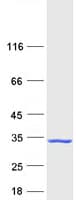 Human BID Protein (Recombinant Myc-DDK (Flag))