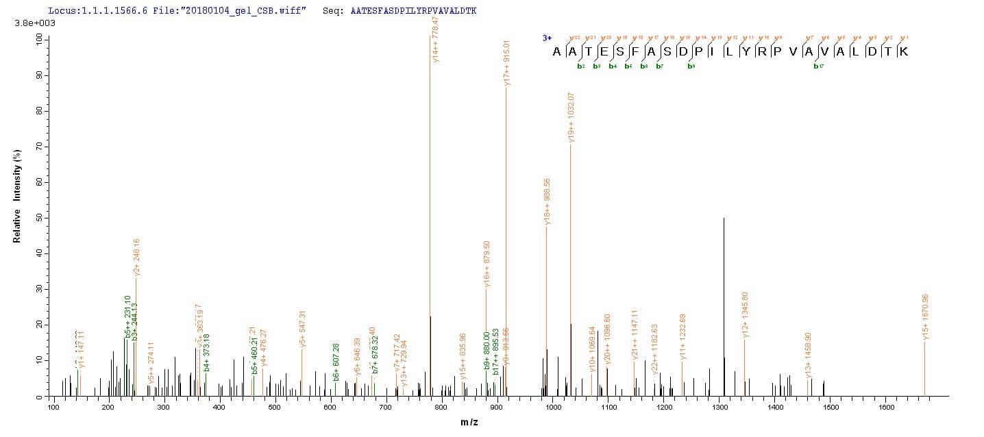 Rat PKM / Pyruvate Kinase, Muscle Protein (Recombinant 10His, N-terminus + Myc, C-terminus)
